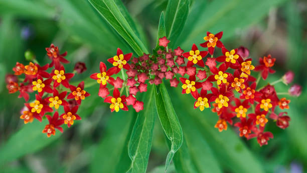 Mixed Asclepias Flower Seeds – Heirloom, Non-GMO, High Germination Seeds