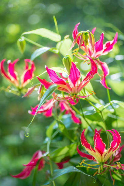 Gloriosa Flower Seeds Pink – Heirloom, Non-GMO, High Germination Organic Garden Seeds for Planting