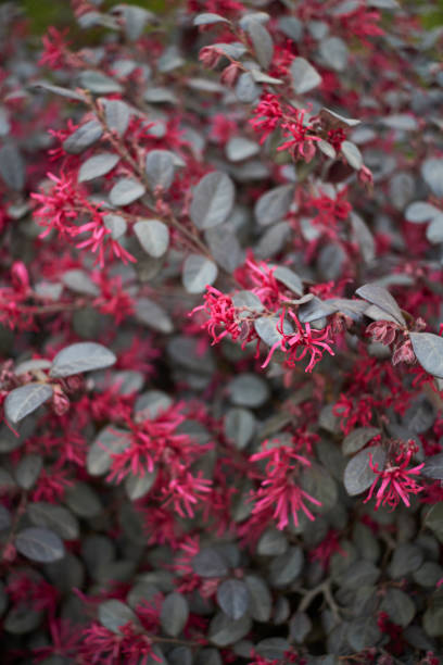 Loropetalum Flower Seeds Red – Heirloom, Non-GMO, High Germination Seeds