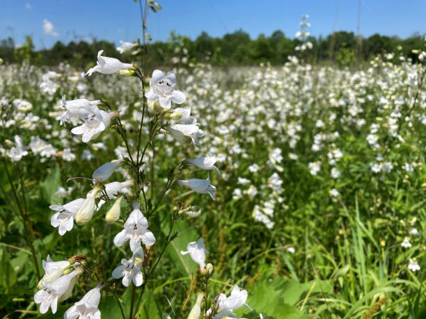 Penstemon Flower Seeds White – Heirloom, Non-GMO, High Germination Seeds