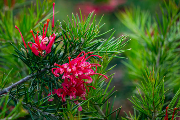 Semillas de flor de Grevillea rojas – Cimera, sin OGM, semillas de alta germinación para plantar
