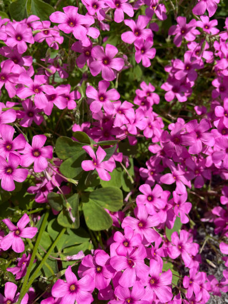 Oxalis Articulata Flower Seeds – Heirloom, Non-GMO, High Germination Organic Garden Seeds for Planting