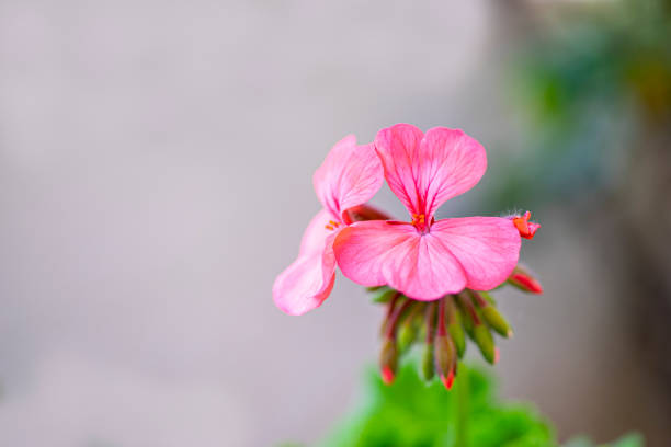 Seltene rosa Pelargonium Peltatum Blumensamen – alte Sorte, gentechnikfrei, hohe Keimrate, Bio-Gartensamen zum Pflanzen