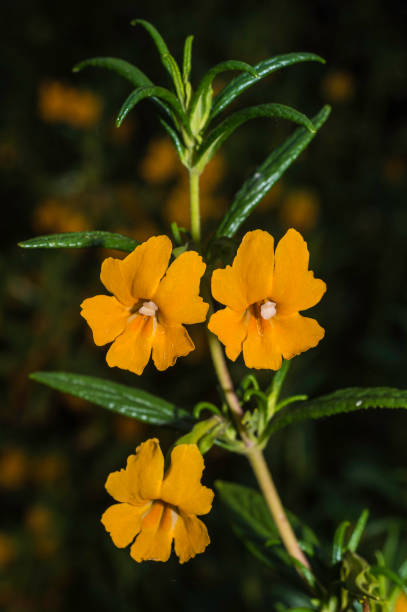 Orange Mimulus Flower Seeds – Heirloom, Non-GMO, High Germination Seeds