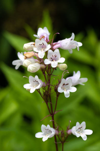 White Penstemon Flower Seeds – Heirloom, Non-GMO, High Germination Seeds