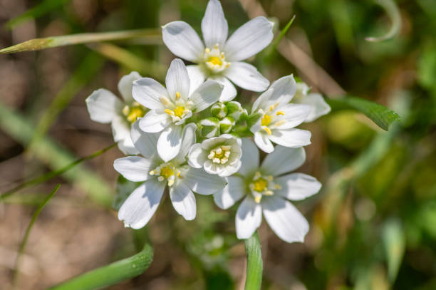 Ornithogalum Flower Seeds – Heirloom, Non-GMO, High Germination Seeds