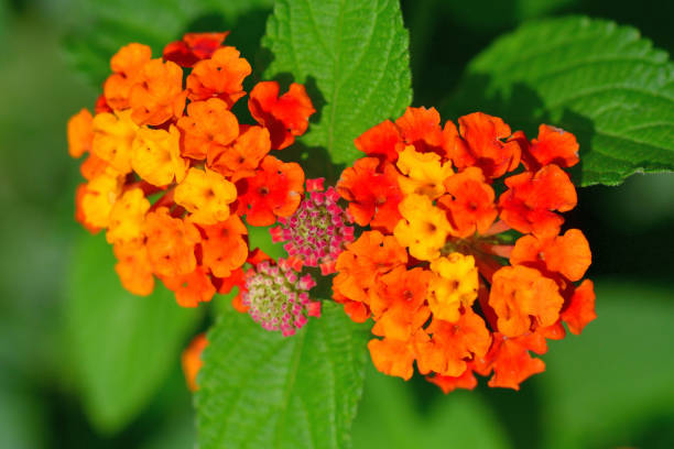 Orange Lantana Flowers Seeds – Heirloom, Non-GMO, High Germination Seeds