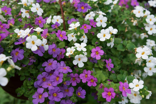 Mixed Bacopa Flower Seeds – Heirloom, Non-GMO, High Germination Seeds