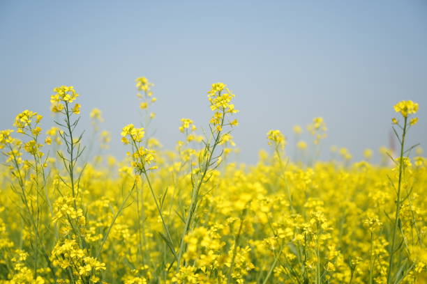 Mustard Flower Seeds Yellow – Heirloom, Non-GMO, High Germination Seeds