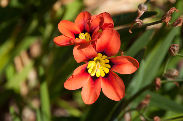 Orange Yellow Sparaxis Flower Seeds – Heirloom, Non-GMO, High Germination Seeds