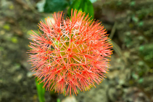 Semillas de flor Scadoxus Naranja – Orgánicas, sin OMG, alta germinación, reliquia para plantar en el jardín