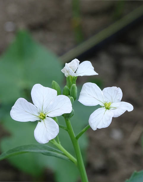 White Wasabi Diplotaxis Plant Seeds for Planting | Heirloom Non-GMO High Germination Organic Garden Seeds
