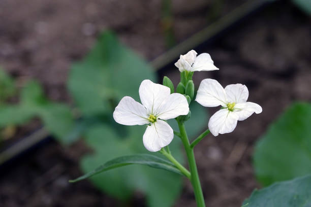White Wasabi Diplotaxis Plant Seeds for Planting | Heirloom Non-GMO High Germination Organic Garden Seeds