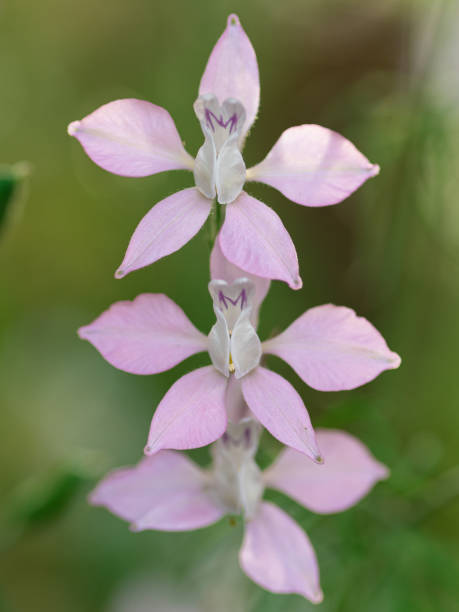Blassrosa Lobelien-Samen – Alte Sorte, gentechnikfrei, hohe Keimrate, Bio-Gartensamen zum Anpflanzen