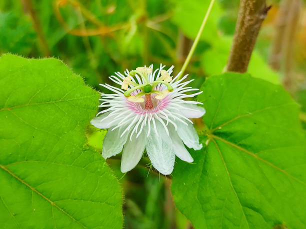 Passiflora Aurantia Flower Seeds White – Heirloom, Non-GMO, High Germination Seeds