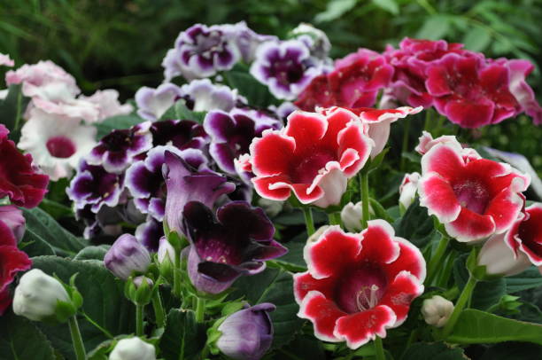 Semillas de flores de Gloxinia mezcladas – Herencia, no transgénicas, alta germinación