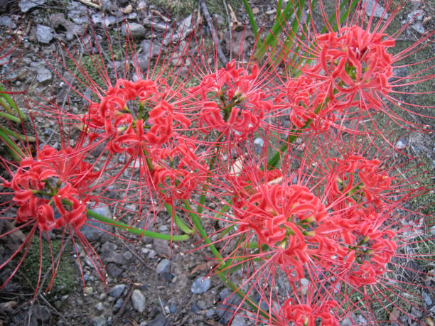 Red Lycoris Flower Seeds – Heirloom, Non-GMO, High Germination Seeds