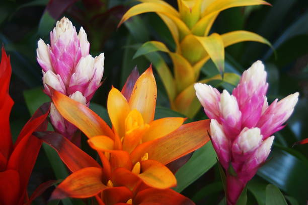 Bromeliad Flower Seeds Mixed – Heirloom, Non-GMO, High Germination Seeds