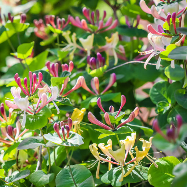 Mixed Lonicera Flower Seeds – Heirloom, Non-GMO, High Germination Seeds