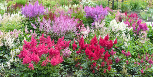 Mix Astilbe Flower Seeds – Heirloom, Non-GMO, High Germination Seeds