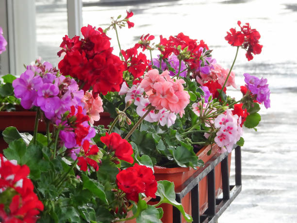 Pelargonium Geranium Blumensamen – Alte Sorte, gentechnikfrei, hohe Keimrate, Bio-Gartensamen zum Pflanzen