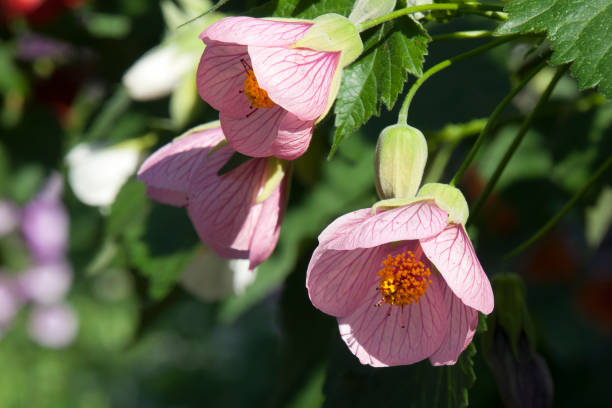 Semillas de flores de abutilón rosa Piecse – De reliquia, sin OMG, alta germinación, semillas orgánicas para plantar en el jardín