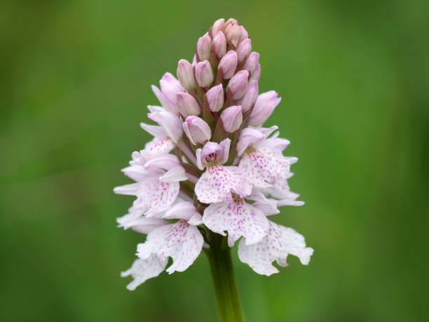 Marsh Orchid Flower Seeds White – Heirloom, Non-GMO, Organic Garden Seeds