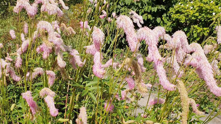 Hellrosa Sanguisorba Blumensamen – Alte Sorte gentechnikfrei hohe Keimfähigkeit Bio-Gartensamen