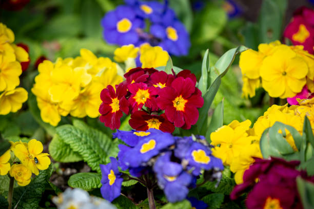 Mixed Primrose Flower Seeds – Heirloom, Non-GMO, High Germination Seeds