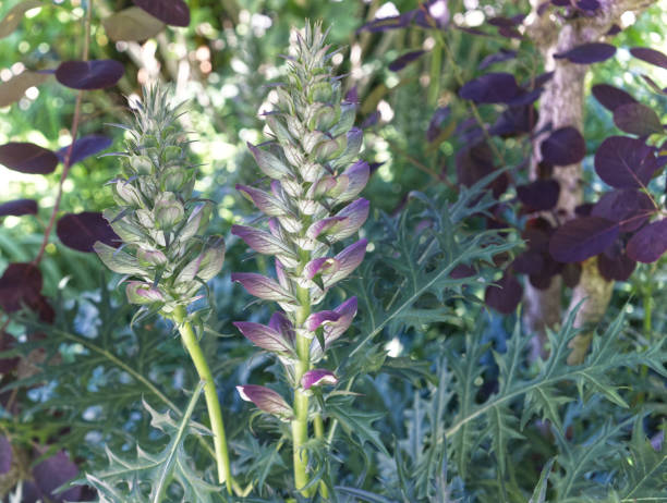 Mixed Acanthus Flower Seeds – Heirloom, Non-GMO, High Germination Seeds