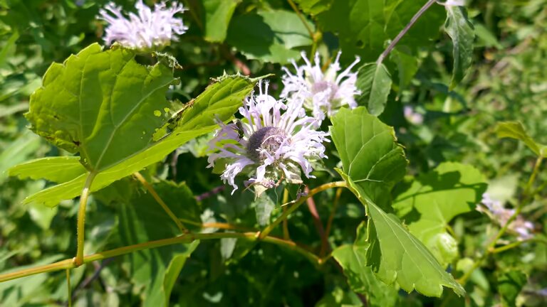 Weiße Monarda Blumensamen – Heirloom, gentechnikfrei, keimstark, Bio-Gartensamen zum Pflanzen