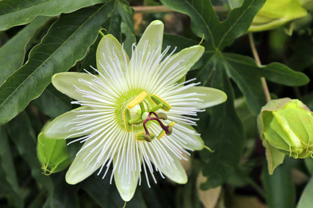 White Passiflora Flower Seeds – Heirloom, Non-GMO, High Germination Seeds