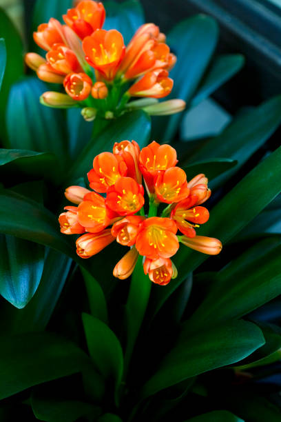 Orange Clivia Miniata Flower Seeds – Heirloom, Non-GMO, High Germination Seeds