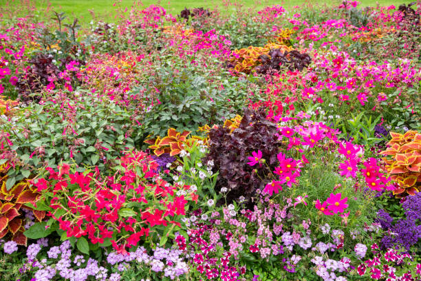 Mixed Canna Flower Seeds – Heirloom, Non-GMO, High Germination Seeds for Planting