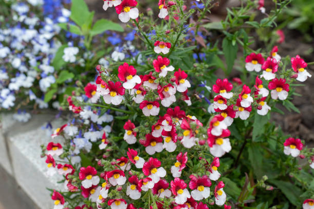 Red White Nemesia Flower Seeds – Heirloom, Non-GMO, High Germination Seeds