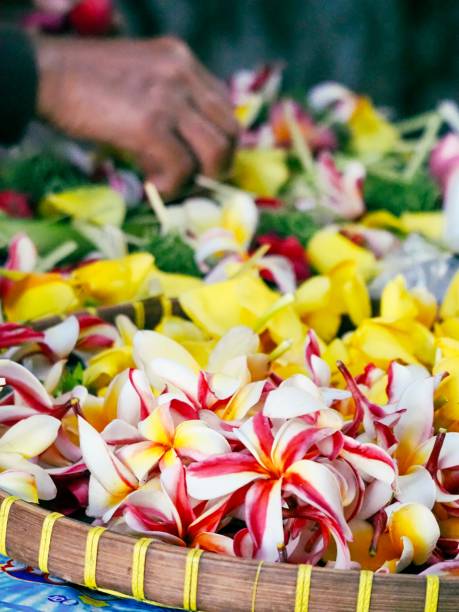 Frangipani Flower Seeds Mixed – Heirloom Non-GMO High Germination Organic Seeds