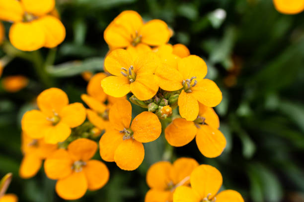 Semillas de Flores Cheiranthus Allionii Naranja – Variedad Tradicional, No Modificadas Genéticamente, Alta Germinación