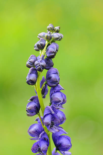 Violet Monkshood Flower Seeds – Heirloom, Non-GMO, High Germination Seeds