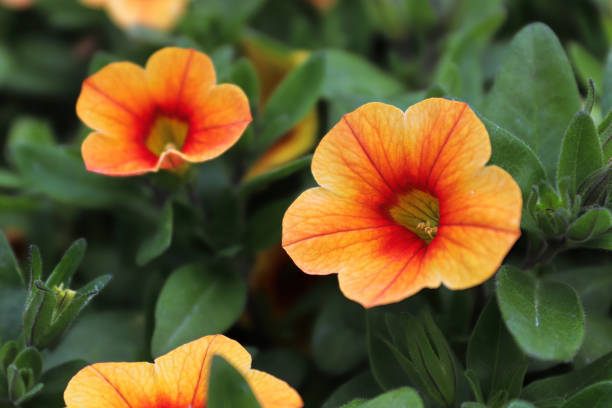 Orange Petunia Flower Seeds for Planting – Heirloom Non-GMO, High Germination Organic Seeds