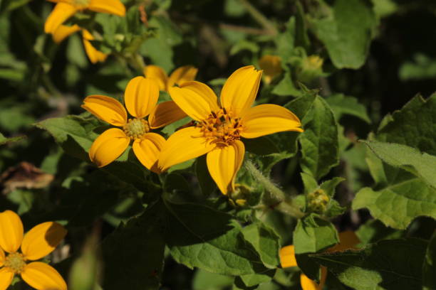 Chrysogonum Virginianum Flower Seeds for Planting – Heirloom, Non-GMO Seeds