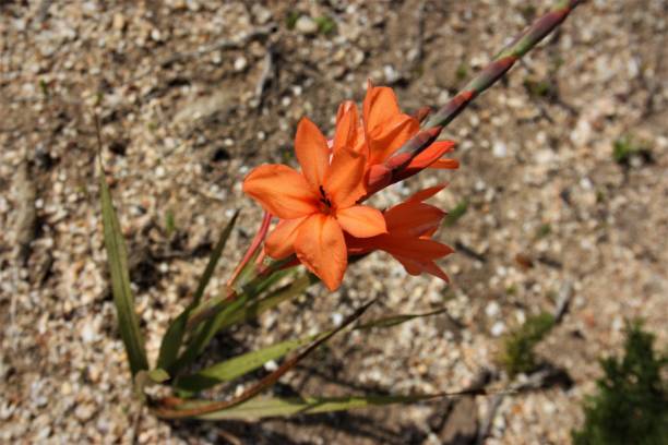 Orange Watsonia Flower Seeds – Heirloom, Non-GMO, High Germination Seeds
