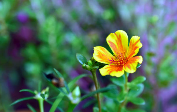 Orange Yellow Purslane Flower Seeds – Heirloom, Non-GMO, High Germination Seeds