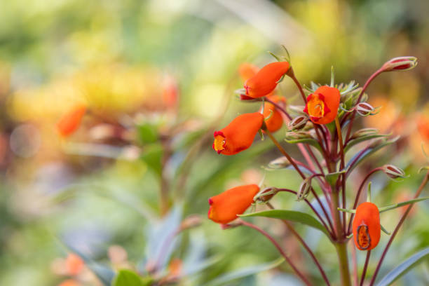 Orange Eccremocarpus Flower Seeds – Heirloom, Non-GMO, High Germination Seeds