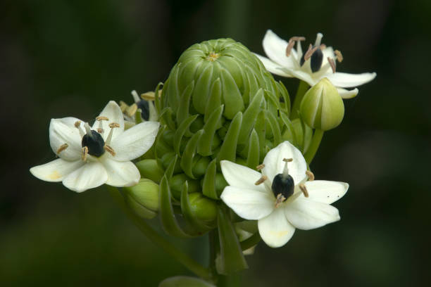 Ornithogalum Thyrsoides Flower Seeds – Heirloom, Non-GMO, High Germination Seeds