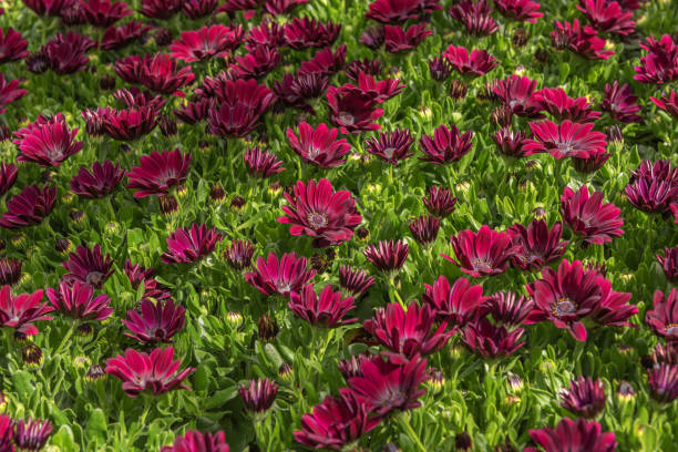 Osteospermum Flower Seeds Marron – Heirloom, Non-GMO, High Germination Organic Garden Seeds for Planting