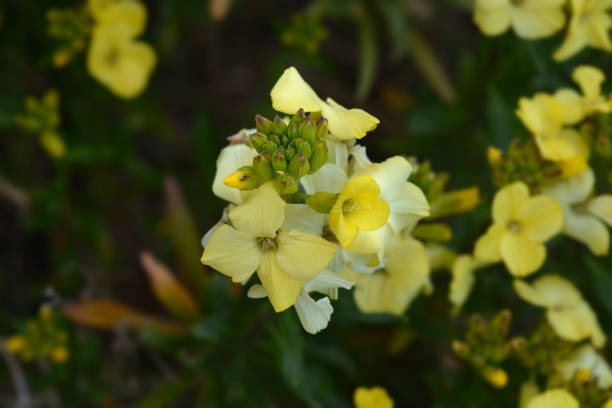 Pale Yellow Erysimum Cheiri Flower Seeds – Heirloom, Non-GMO Seeds for Planting