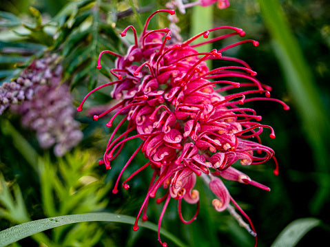 Rote Grevillea Blumensamen – Alte Sorte, gentechnikfrei, hohe Keimungsrate