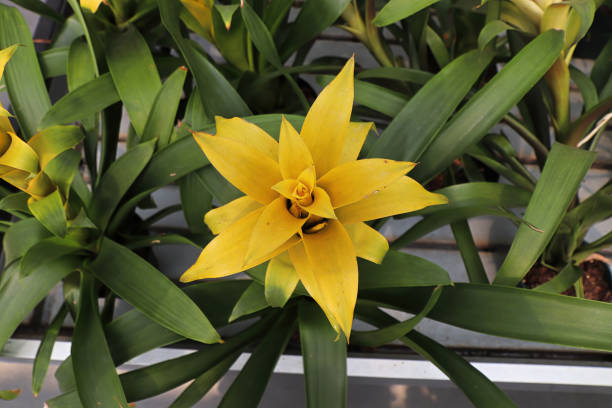 Yellow Bromeliad Flower Seeds – Heirloom, Non-GMO, High Germination, Organic Garden Seeds