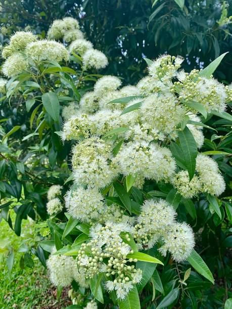 White Myrtle Flower Seeds – Heirloom, Non-GMO, High Germination Seeds