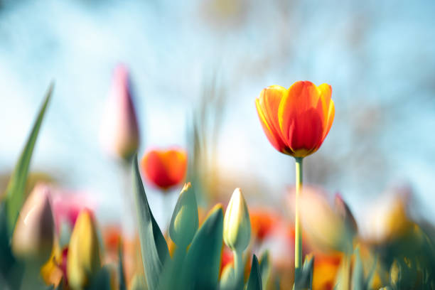 Orange Yellow Tulip Flower Seeds – Heirloom, Non-GMO, High Germination Seeds